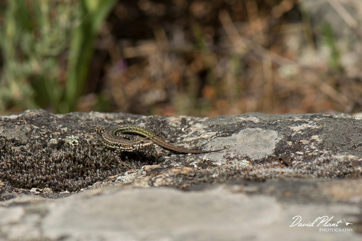DPPhotography - Corsica - Tyrrhenian wall lizard - W.jpg - Tyrrhenian wall lizard - Verghello Valley, Corsica