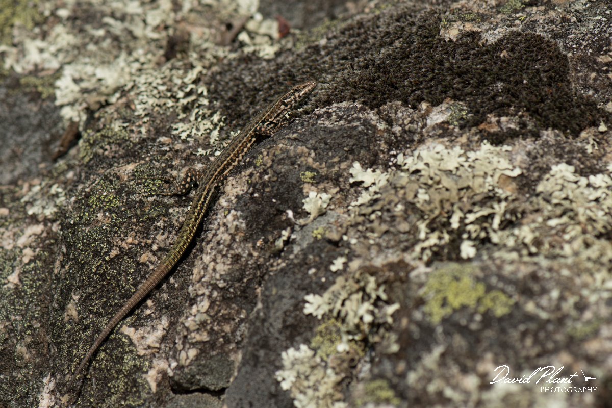 DPPhotography - Corsica - Tyrrhenian wall lizard - X.jpg - Tyrrhenian wall lizard - Verghello Valley, Corsica