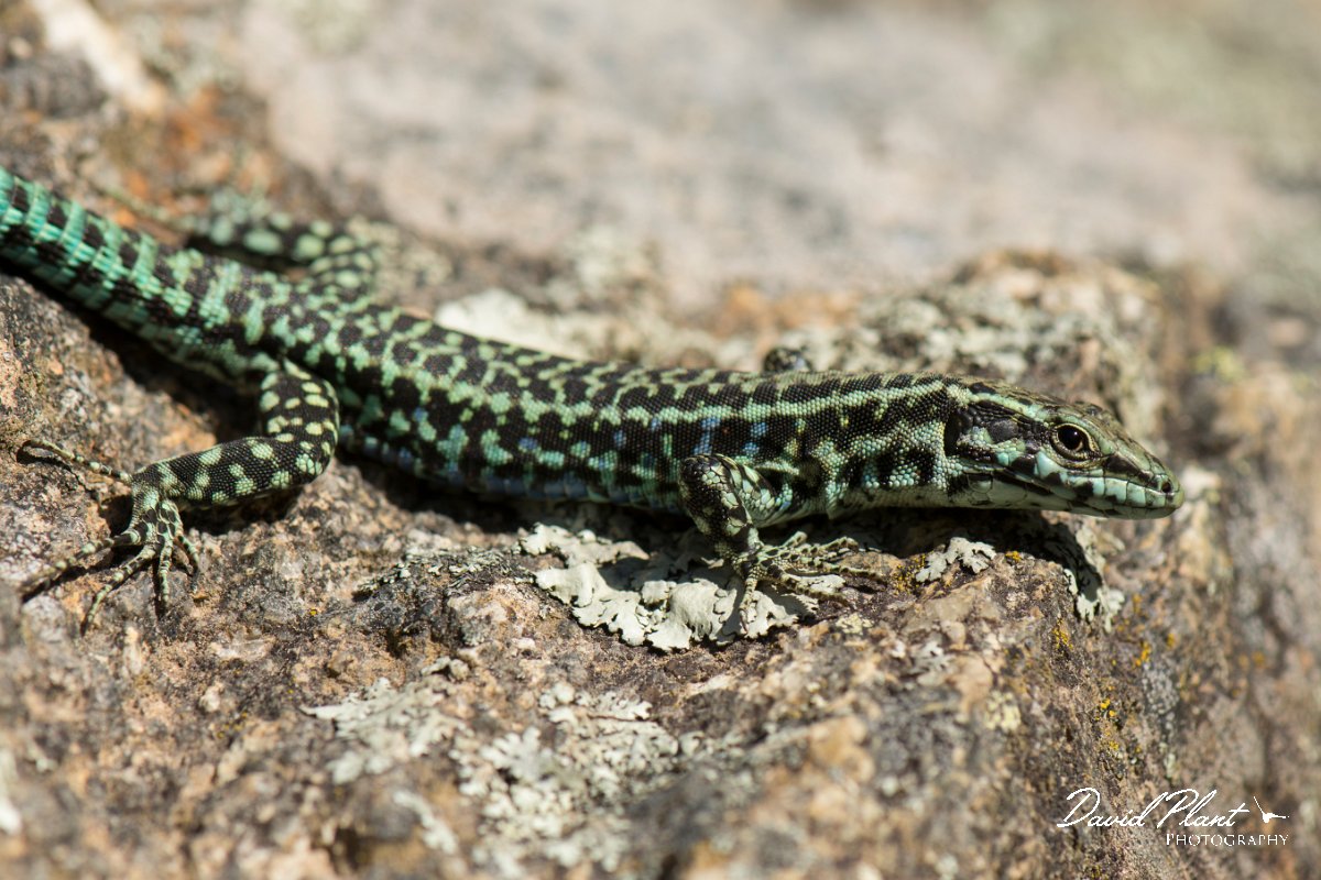 DPPhotography - Corsica - Tyrrhenian wall lizard - Z.jpg - Tyrrhenian wall lizard - Verghello Valley, Corsica