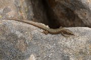 DPPhotography - Corsica - Bedriaga's rock lizard - C