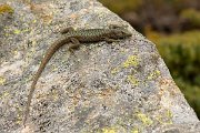 DPPhotography - Corsica - Bedriaga's rock lizard - F