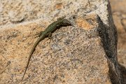 DPPhotography - Corsica - Bedriaga's rock lizard - H