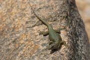 DPPhotography - Corsica - Bedriaga's rock lizard - J