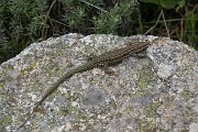 DPPhotography - Corsica - Tyrrhenian wall lizard - A
