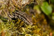 DPPhotography - Corsica - Tyrrhenian wall lizard - AA