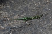 DPPhotography - Corsica - Tyrrhenian wall lizard - B
