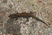 DPPhotography - Corsica - Tyrrhenian wall lizard - F