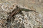 DPPhotography - Corsica - Tyrrhenian wall lizard - G