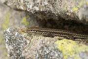 DPPhotography - Corsica - Tyrrhenian wall lizard - J