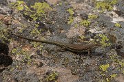DPPhotography - Corsica - Tyrrhenian wall lizard - N