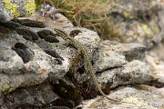 DPPhotography - Corsica - Tyrrhenian wall lizard - O