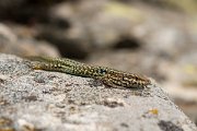 DPPhotography - Corsica - Tyrrhenian wall lizard - Q