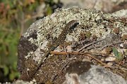 DPPhotography - Corsica - Tyrrhenian wall lizard - T