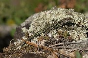 DPPhotography - Corsica - Tyrrhenian wall lizard - U