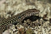 DPPhotography - Corsica - Tyrrhenian wall lizard - V