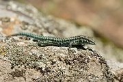 DPPhotography - Corsica - Tyrrhenian wall lizard - Y
