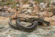 DPPhotography - Corsica - Western whip snake - A