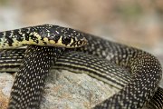 DPPhotography - Corsica - Western whip snake - C