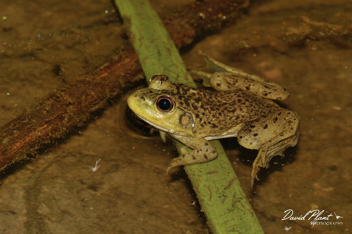 David Plant Photography - Wildlife Photography - American bullfrog - A.jpg - American bullfrog juvenile - Agia lake, Crete