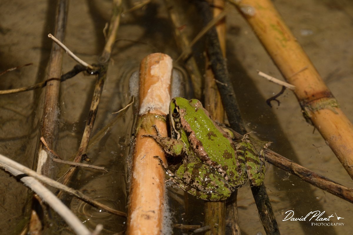 David Plant Photography - Wildlife Photography - Cretan marsh frog - C.jpg - Cretan marsh frog - Almyros River, Crete