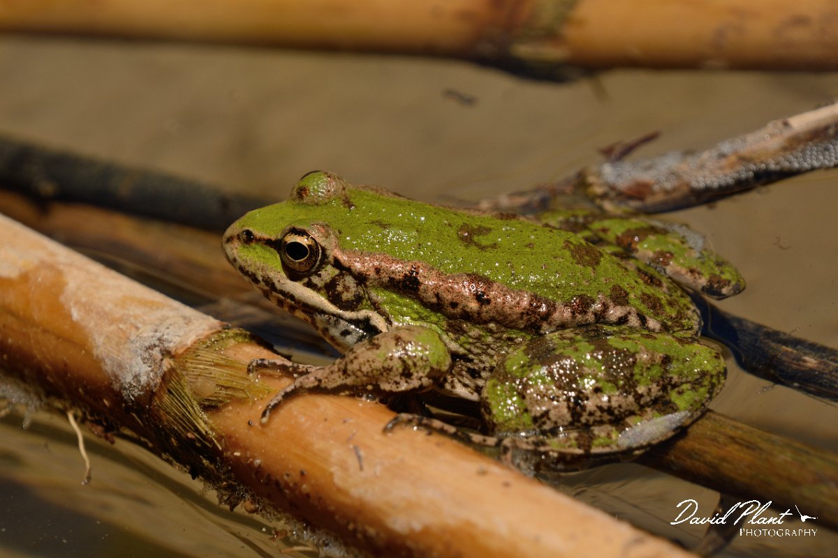 David Plant Photography - Wildlife Photography - Cretan marsh frog - D.jpg - Cretan marsh frog - Almyros River, Crete