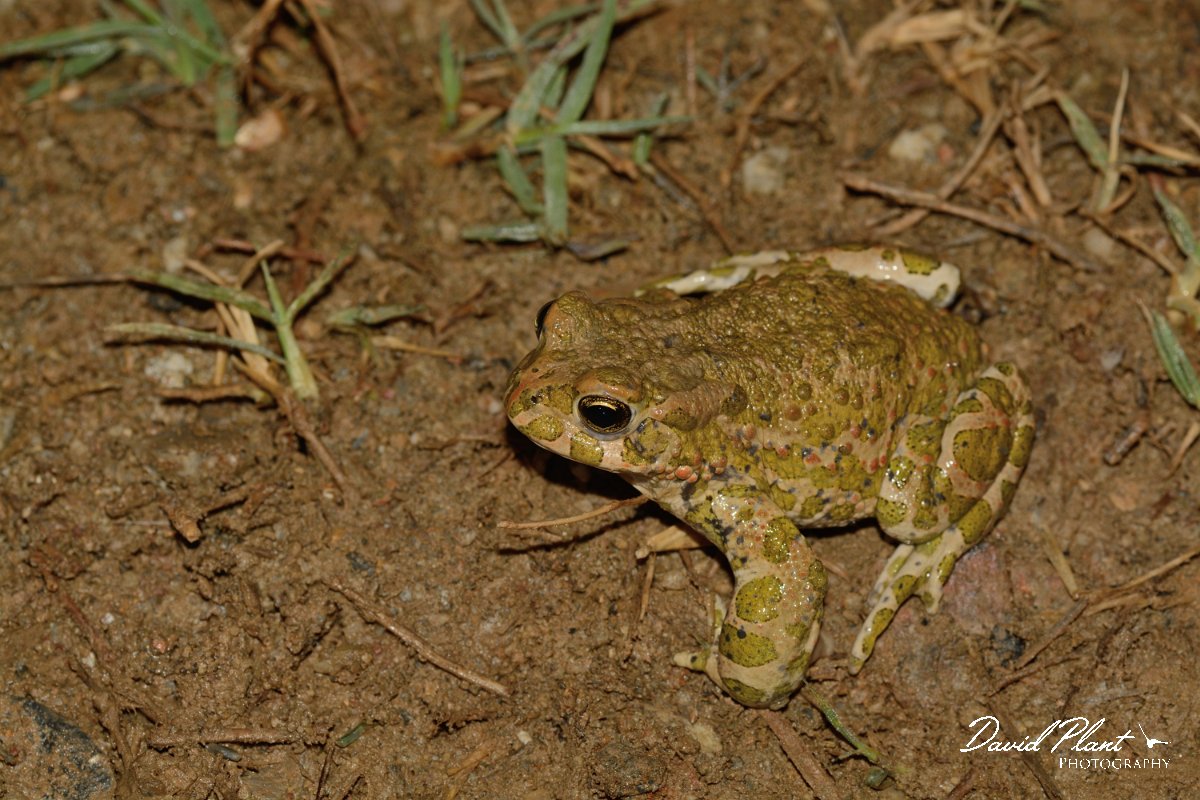 David Plant Photography - Wildlife Photography - Green toad - A.jpg - Green toad - near Agia lake, Crete