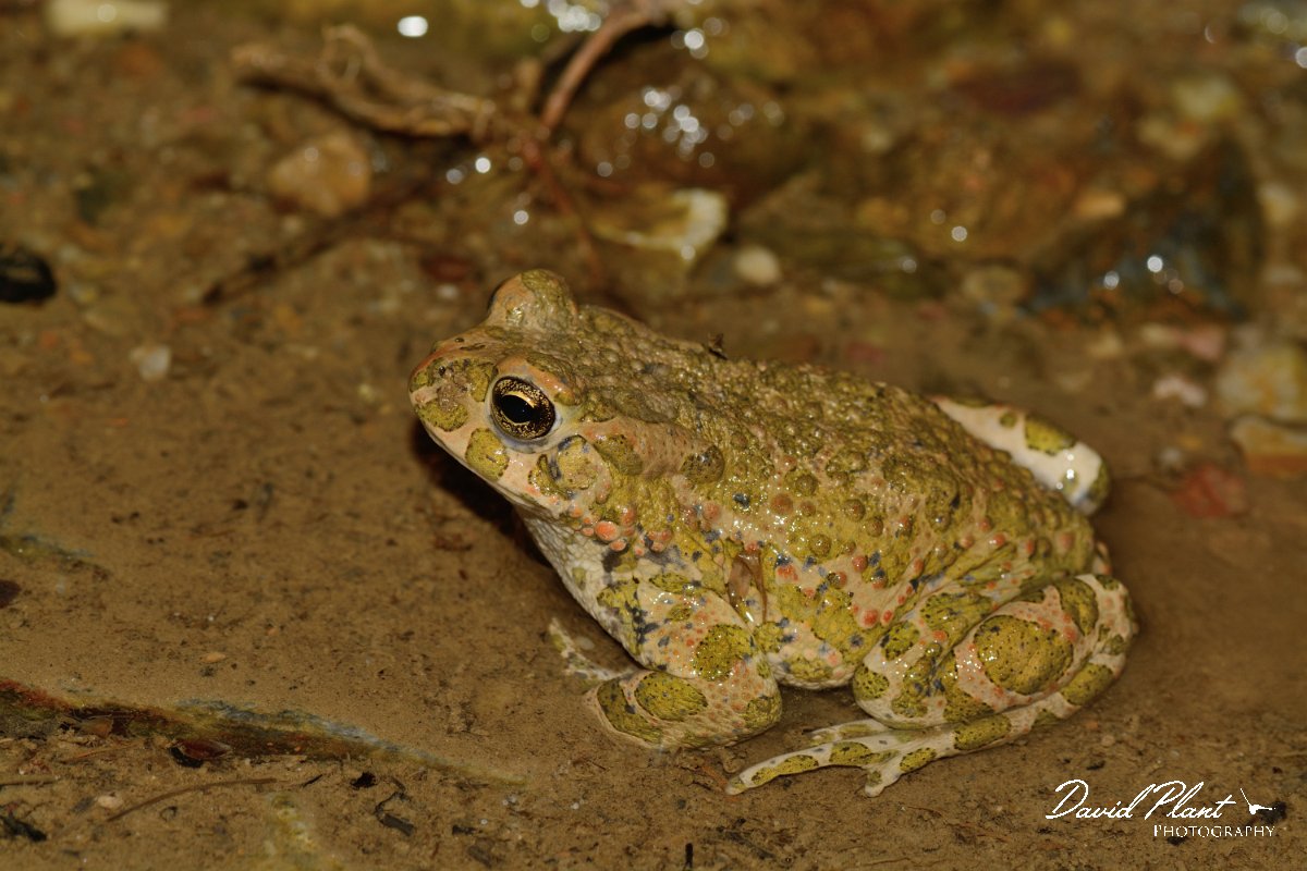 David Plant Photography - Wildlife Photography - Green toad - B.jpg - Green toad - near Agia lake, Crete