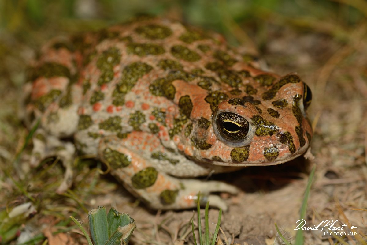 David Plant Photography - Wildlife Photography - Green toad - D.jpg - Green toad - Omalos plateau, Crete