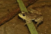 David Plant Photography - Wildlife Photography - American bullfrog - A