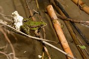 David Plant Photography - Wildlife Photography - Cretan marsh frog - A