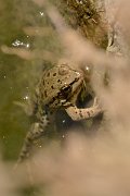 David Plant Photography - Wildlife Photography - Cretan marsh frog - B