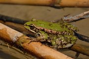 David Plant Photography - Wildlife Photography - Cretan marsh frog - D