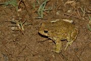 David Plant Photography - Wildlife Photography - Green toad - A