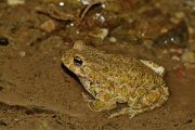 David Plant Photography - Wildlife Photography - Green toad - B