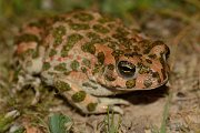 David Plant Photography - Wildlife Photography - Green toad - D