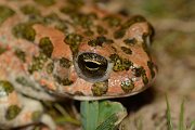 David Plant Photography - Wildlife Photography - Green toad - E