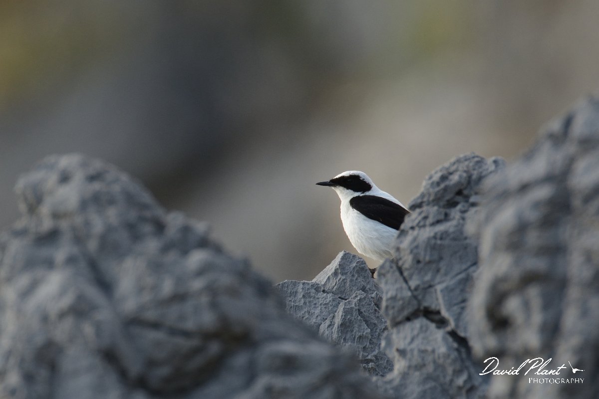 David Plant Photography - Wildlife Photography - Black-eared wheatear - A.jpg - Black-eared wheatear pale-throated melaneuca- Kalipso area, Crete