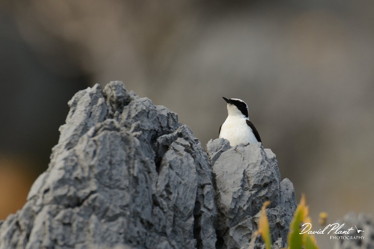 David Plant Photography - Wildlife Photography - Black-eared wheatear - B.jpg - Black-eared wheatear pale-throated melaneuca - Kalipso area, Crete