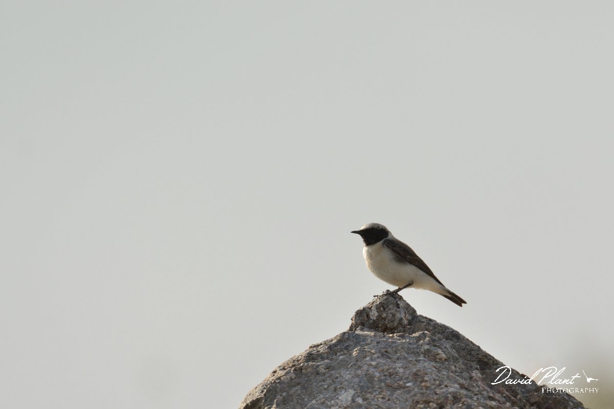 David Plant Photography - Wildlife Photography - Black-eared wheatear - C.jpg - Black-eared wheatear dark-throated melaneuca- Kalipso area, Crete