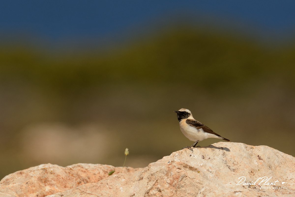 David Plant Photography - Wildlife Photography - Black-eared wheatear - E.jpg - Black-eared wheatear dark-throated melaneuca- Kefali penninsula, Crete