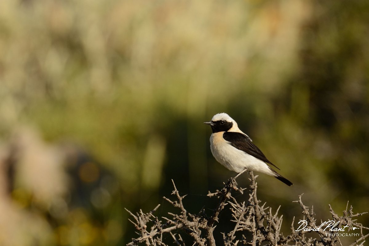 David Plant Photography - Wildlife Photography - Black-eared wheatear - F.jpg - Black-eared wheatear dark-throated melaneuca- Kokino Horio, Crete