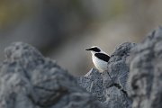 David Plant Photography - Wildlife Photography - Black-eared wheatear - A