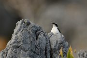 David Plant Photography - Wildlife Photography - Black-eared wheatear - B