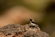 David Plant Photography - Wildlife Photography - Black-eared wheatear - D