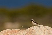 David Plant Photography - Wildlife Photography - Black-eared wheatear - E