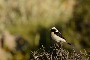 David Plant Photography - Wildlife Photography - Black-eared wheatear - F