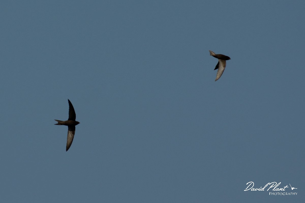 David Plant Photography - Wildlife Photography - Common swift - A.jpg - Common swift - Agia lake, Crete