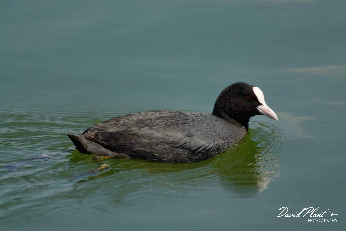 David Plant Photography - Wildlife Photography - Coot - A.jpg - Coot - Agia lake, Crete