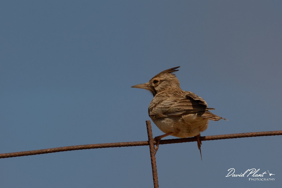David Plant Photography - Wildlife Photography - Crested lark - A.jpg - Crested lark - Kefali penninsula, Crete