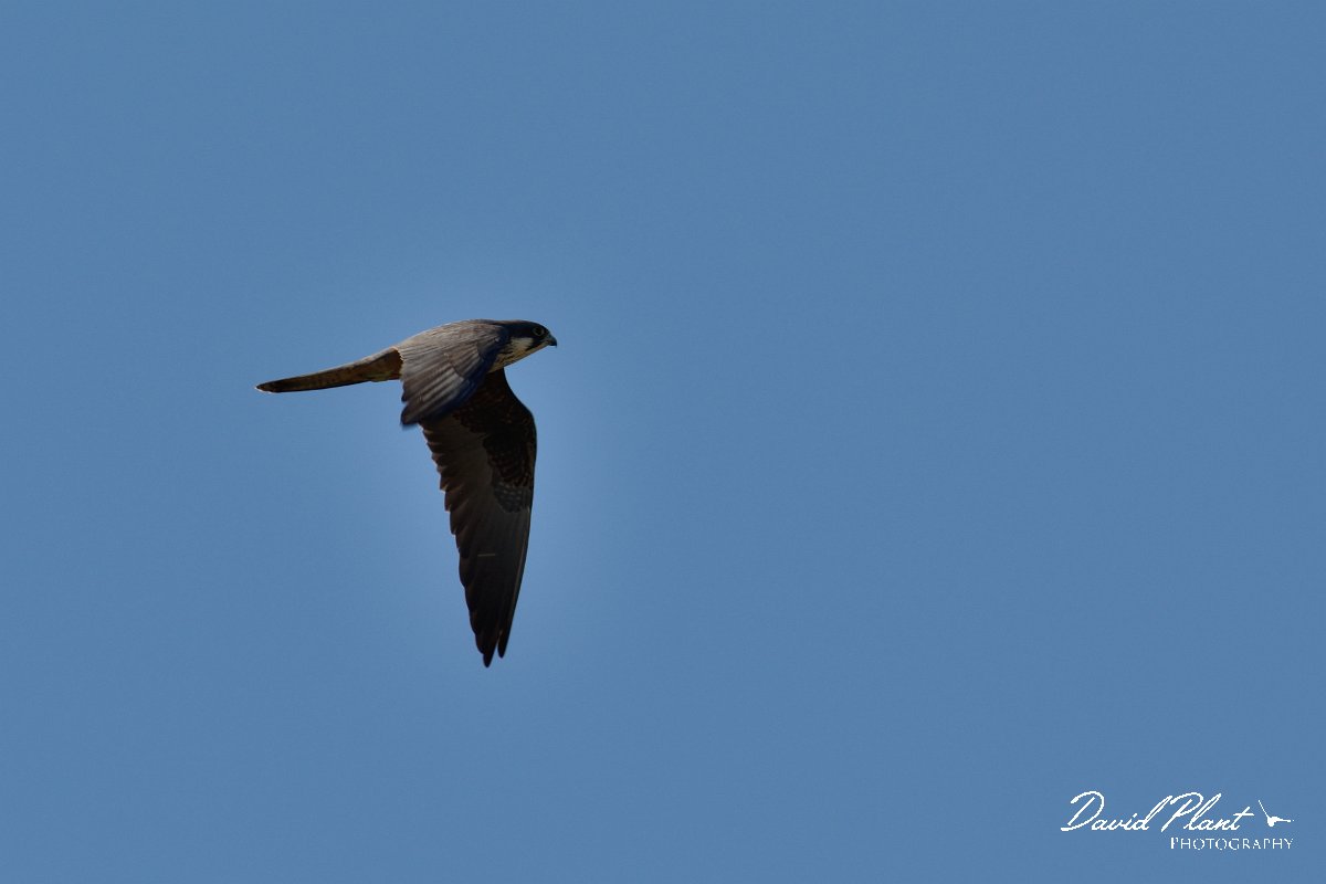 David Plant Photography - Wildlife Photography - Eleanora's falcon - A.jpg - Eleanora's falcon - Idi Oros mountains, Crete